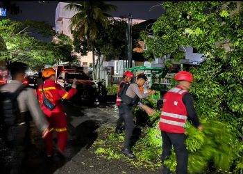 Akses Jl. APT Pranoto Balikpapan Terputus Akibat Pohon Tumbang, Brimob Lakukan Evakuasi