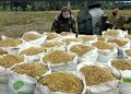 Bulog Aceh Mulai Terapkan Kebijakan Harga Baru untuk Gabah dan Beras Lokal