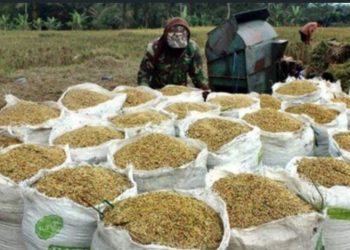 Bulog Aceh Mulai Terapkan Kebijakan Harga Baru untuk Gabah dan Beras Lokal