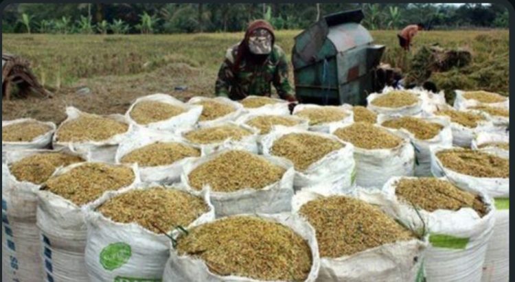 Bulog Aceh Mulai Terapkan Kebijakan Harga Baru untuk Gabah dan Beras Lokal