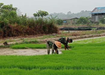 Segera Tuntaskan Tanam Padi, Personil Satgas TMMD 123 Kodim 0905/BPP, Gotong Royong Bersama Warga