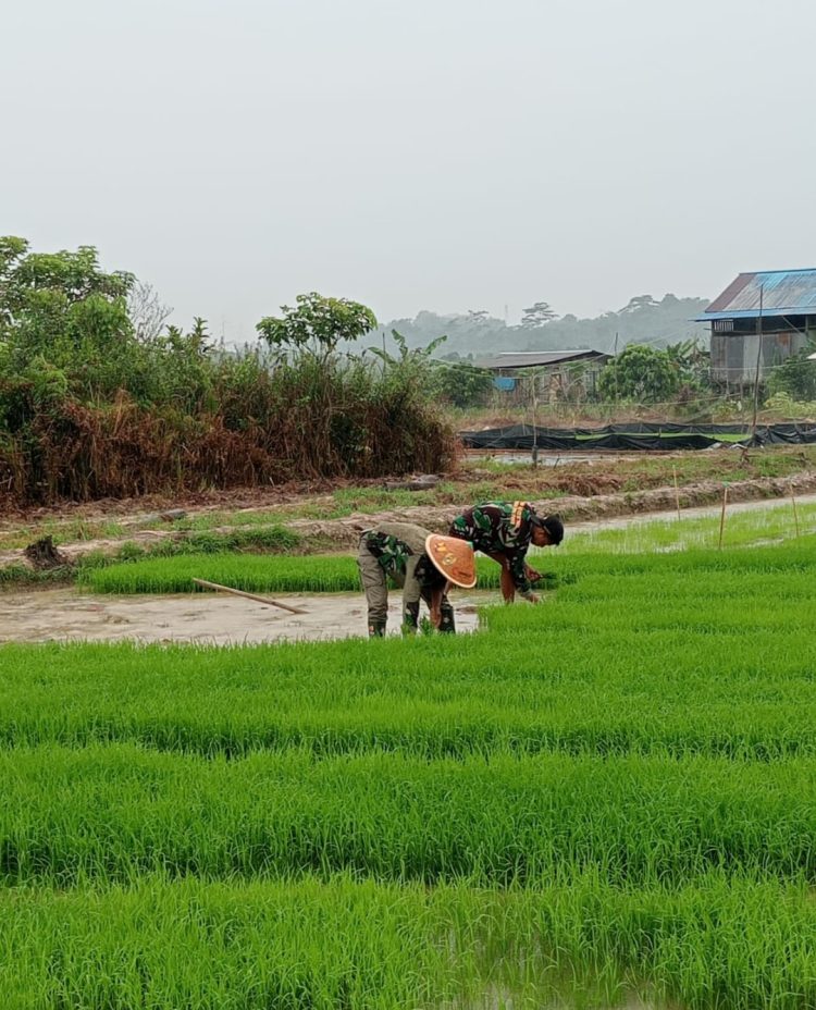 Segera Tuntaskan Tanam Padi, Personil Satgas TMMD 123 Kodim 0905/BPP, Gotong Royong Bersama Warga
