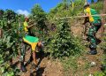 Satgas Pamtas Yonarmed 11 Kostrad Wujudkan Pertanian Produktif