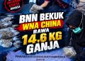 WNA China Bawa 14,6 Kg Ganja dari Bangkok, Dibekuk BNN di Soekarno-Hatta